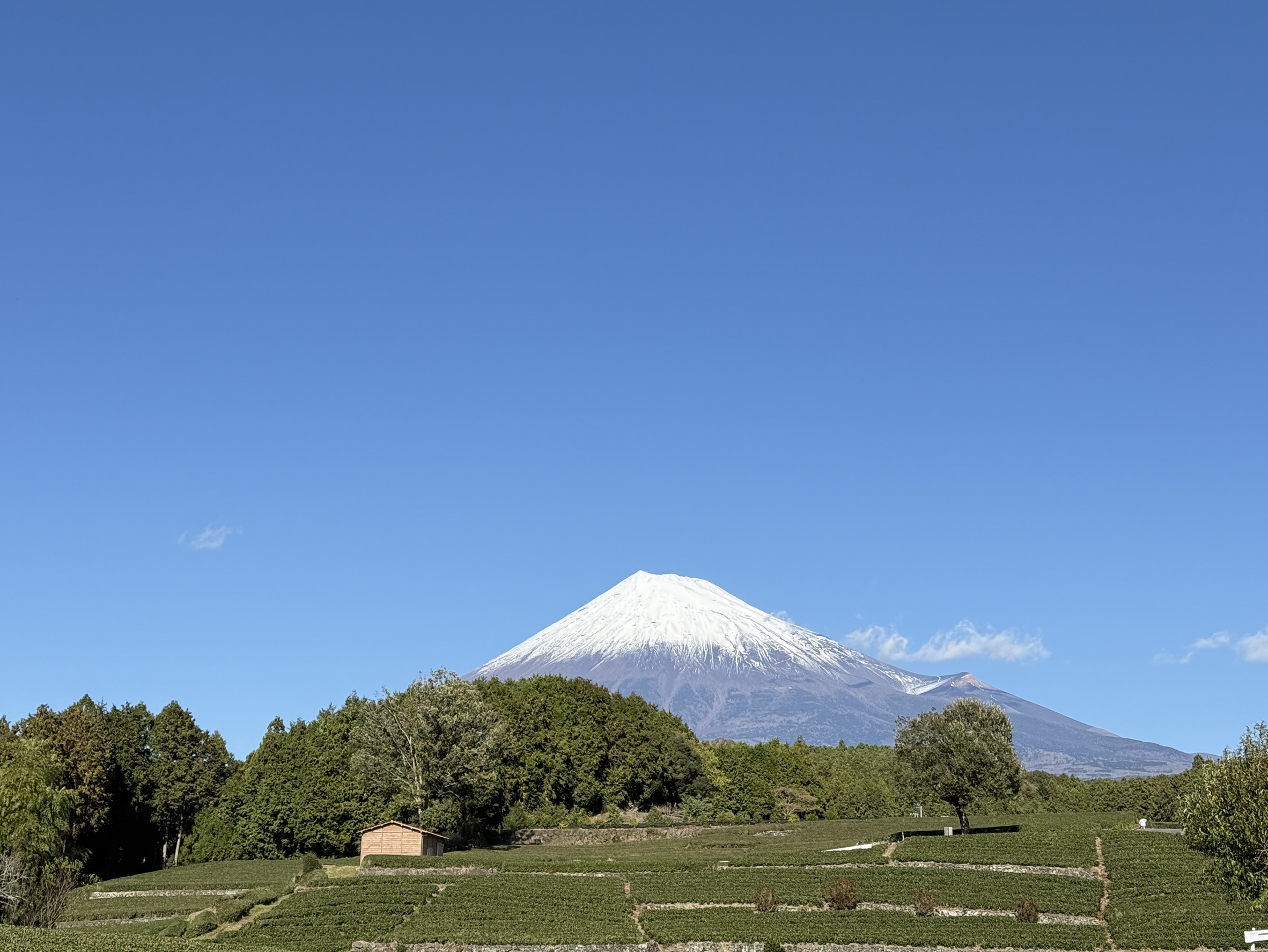 靜岡縣大淵笹場以富士山為背景的茶園，是近期攝影師熱門的景點。