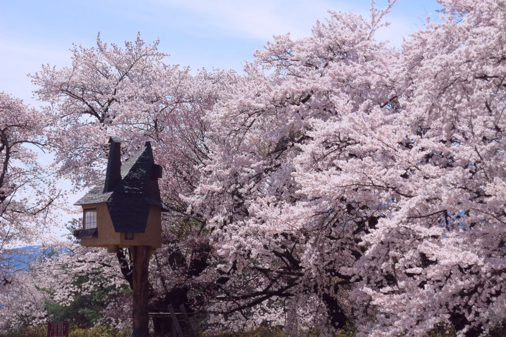 山梨 八岳 櫻花 清春藝術村